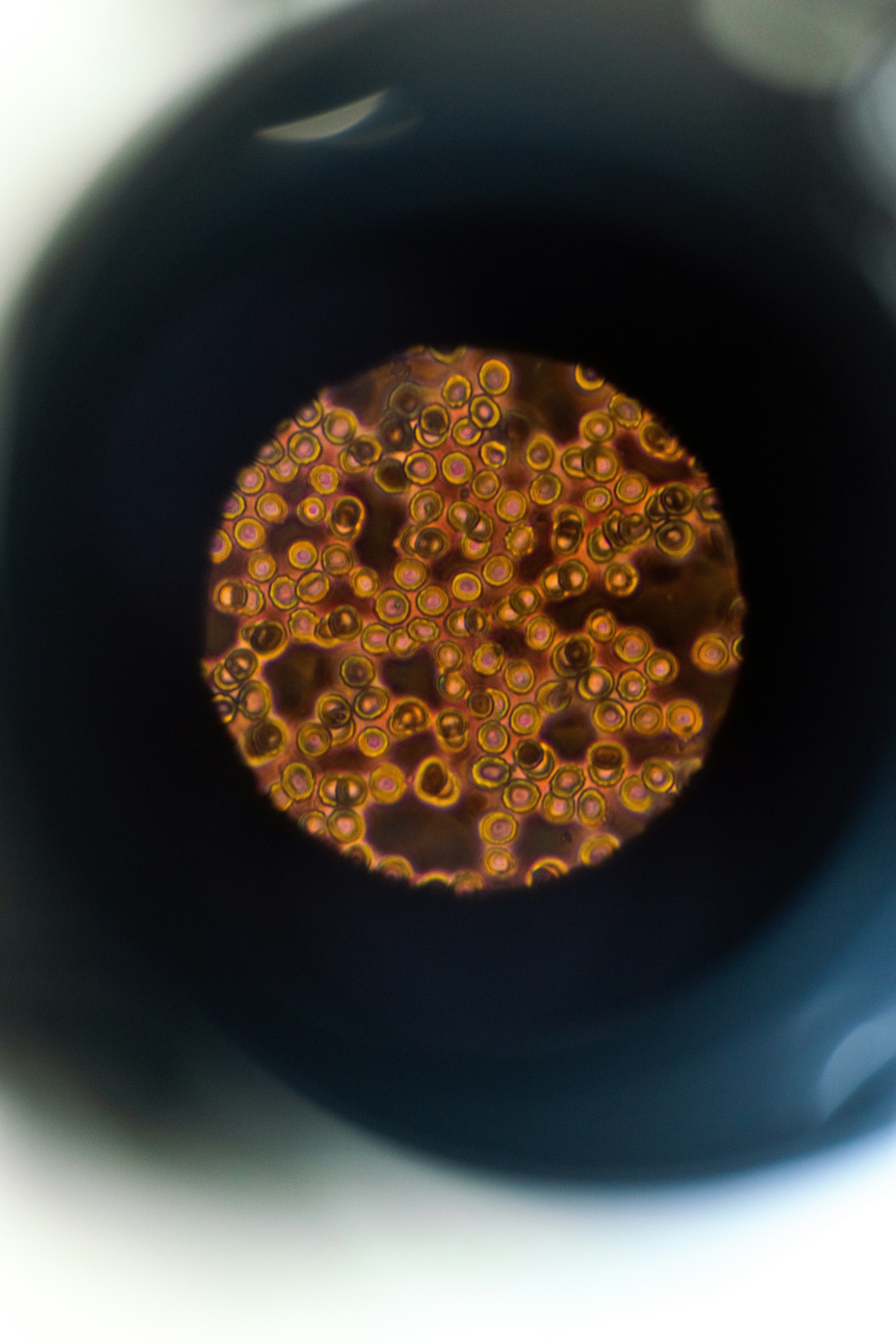 Microscope image